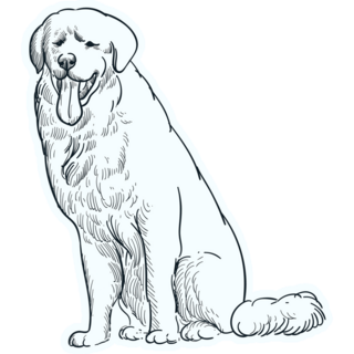Sketch Great Pyrenees Sticker