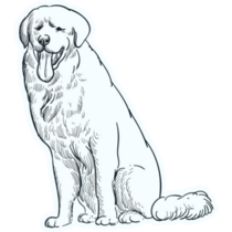 Sketch Great Pyrenees Sticker