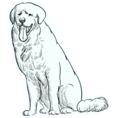 Sketch Great Pyrenees Sticker