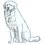 Sketch Great Pyrenees Sticker