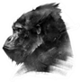 Sketch Head Of A Monkey Gorilla Sticker