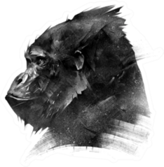 Sketch Head Of A Monkey Gorilla Sticker