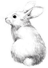 Sketch Of A Rabbit Small Furry Pet, Pencil Sketch Sticker