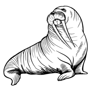 Sketch Of A Walrus Sticker