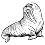 Sketch Of A Walrus Sticker