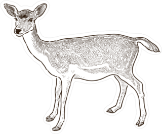 Sketch Of A Young Deer Sticker