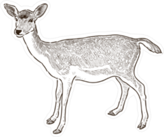 Sketch Of A Young Deer Sticker