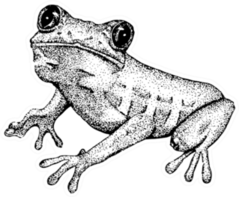 Sketch Of Doodle Frog Sticker