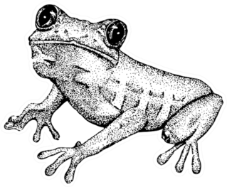 Sketch Of Doodle Frog Sticker
