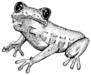 Sketch Of Doodle Frog Sticker