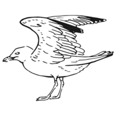 Sketch Of Flying Seagulls Sticker