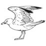 Sketch Of Flying Seagulls Sticker