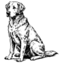 Sketch Of Lab Sitting Sticker
