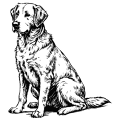 Sketch Of Lab Sitting Sticker