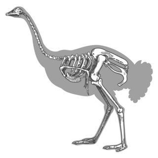 Sketch Ostrich Skeleton Sticker