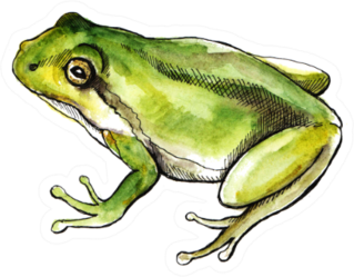 Sketch Watercolor Green Frog Sticker