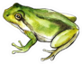 Sketch Watercolor Green Frog Sticker