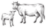 Sketches Of Cows And Calf Drawn By Hand Sticker