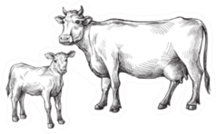 Sketches Of Cows And Calf Drawn By Hand Sticker