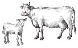 Sketches Of Cows And Calf Drawn By Hand Sticker