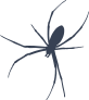 Skinny Spider Sticker