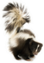 Skunk Isolated On A White Background Sticker
