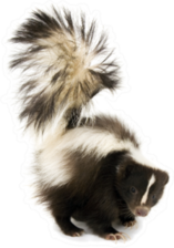 Skunk Isolated On A White Background Sticker