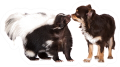 Skunk Meets A Chihuahua Dog Sticker