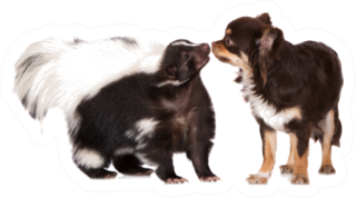 Skunk Meets A Chihuahua Dog Sticker