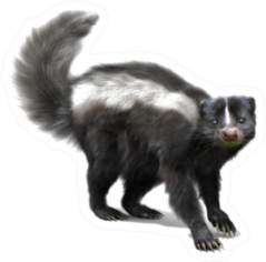 Skunk On A White Background Sticker