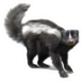 Skunk On A White Background Sticker