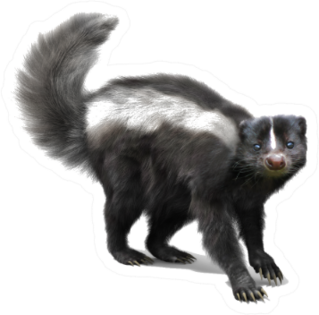 Skunk On A White Background Sticker