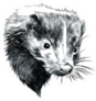 Skunk Sketch Head Sticker