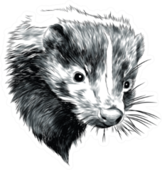 Skunk Sketch Head Sticker