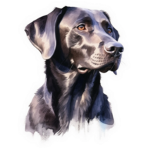 Sleek Black Lab Sticker