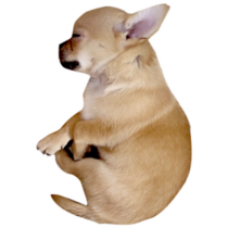 Sleeping Chihuahua Sticker