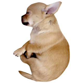 Sleeping Chihuahua Sticker