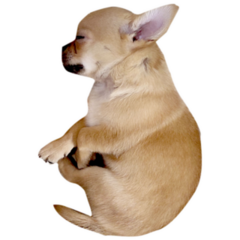Sleeping Chihuahua Sticker