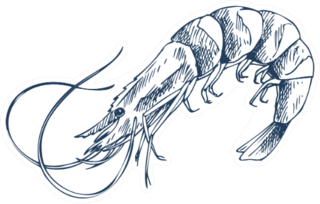 Small Aquatic Crustacean Shrimp Monochrome Sticker