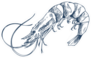 Small Aquatic Crustacean Shrimp Monochrome Sticker