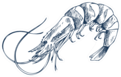 Small Aquatic Crustacean Shrimp Monochrome Sticker
