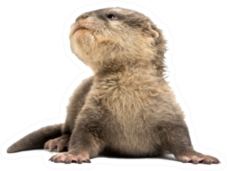 Small-clawed Otter Lying Against White Sticker