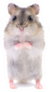 Small Domestic Hamster Isolated On White Sticker