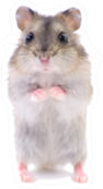 Small Domestic Hamster Isolated On White Sticker