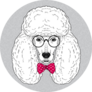 Smart, Fashion Portrait Of Poodle Sticker