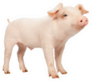 Smiling Baby Piglet Sticker