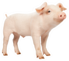 Smiling Baby Piglet Sticker