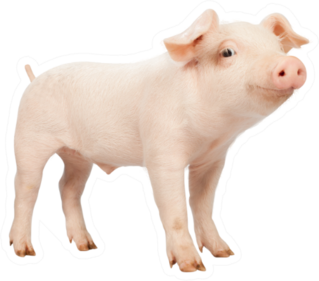 Smiling Baby Piglet Sticker