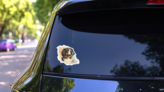 Smiling Bernese Watercolor Sticker on a Rear Car Window (New) example
