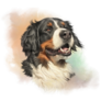 Smiling Bernese Watercolor Sticker